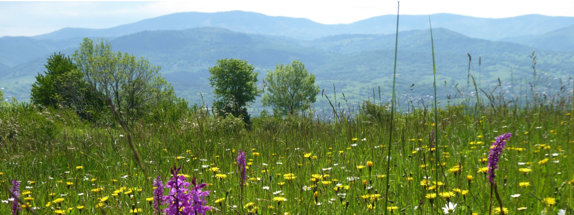 Konkurs dla uczniów klas IV - VI szkół podstawowych pn. 